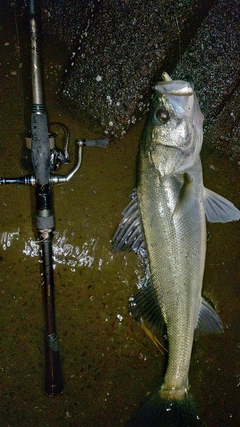 スズキの釣果