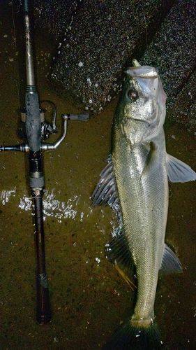 スズキの釣果
