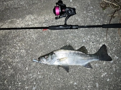 セイゴ（ヒラスズキ）の釣果