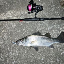 セイゴ（ヒラスズキ）