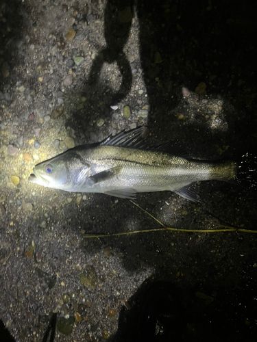 フッコ（マルスズキ）の釣果