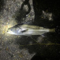 フッコ（マルスズキ）