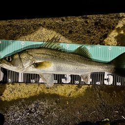 フッコ（マルスズキ）