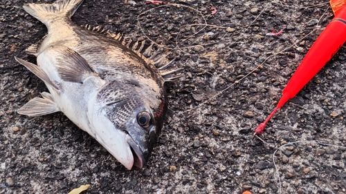 クロダイの釣果