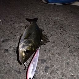 セイゴ（マルスズキ）