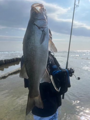 ヒラスズキの釣果