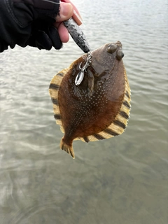 ヌマガレイの釣果