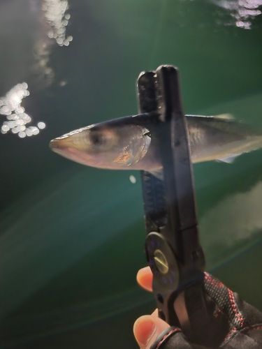 三陸海岸（青森）