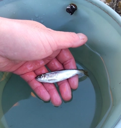オイカワの釣果