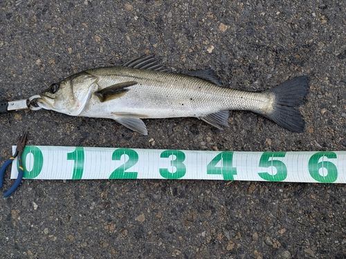 東京湾（アクアライン〜富津）