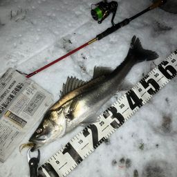 セイゴ（マルスズキ）