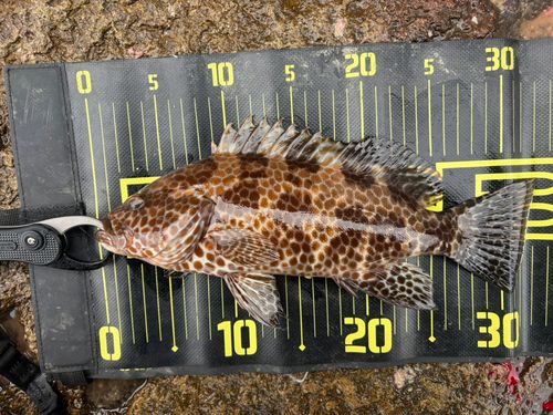 オオモンハタの釣果