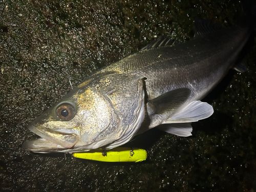 ディズニーリゾート付近