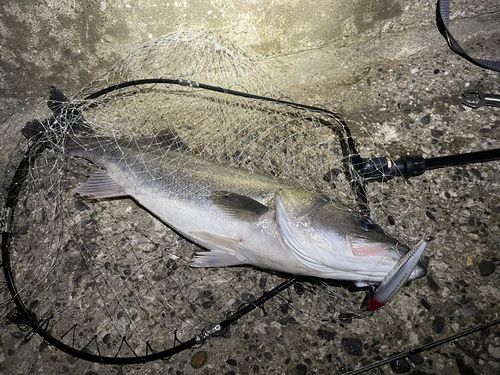 マルスズキの釣果