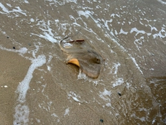 アカエイの釣果