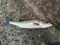 マルスズキの釣果