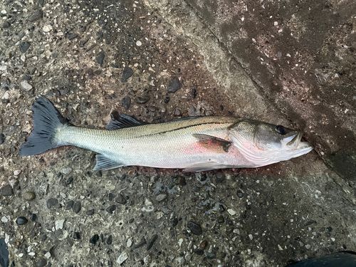 マルスズキの釣果