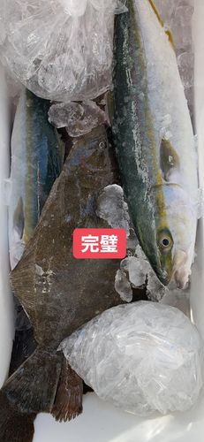 ハマチの釣果
