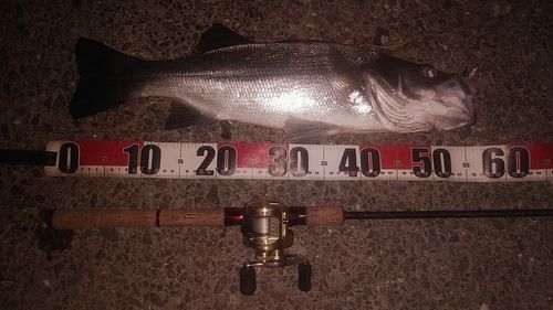 シーバスの釣果