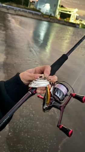 クワガナーの釣果