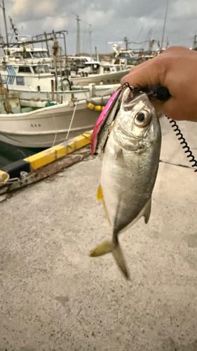 ロウニンアジの釣果