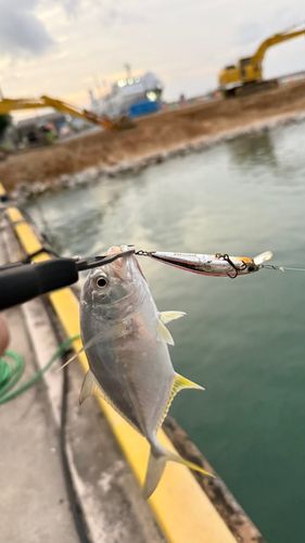 ロウニンアジの釣果