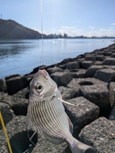 ヘダイの釣果