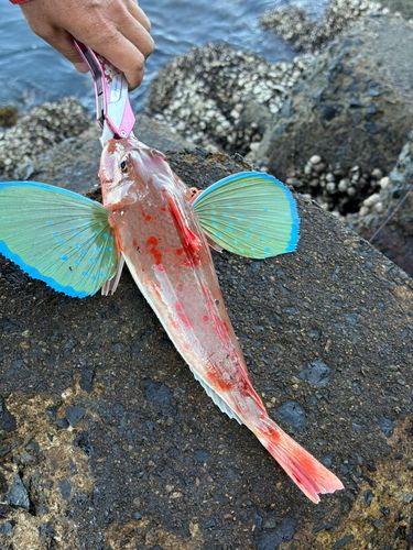 ホウボウの釣果