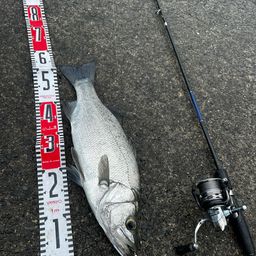 フッコ（ヒラスズキ）