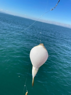 クサフグの釣果