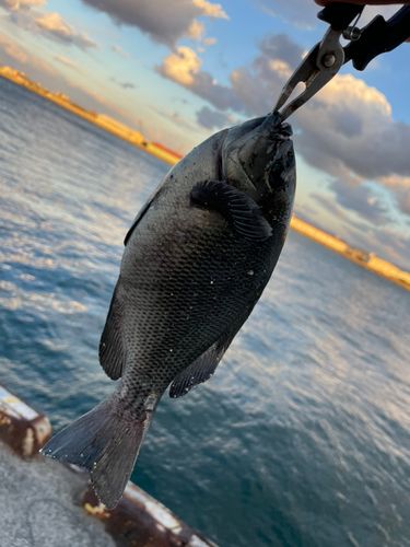 グレの釣果