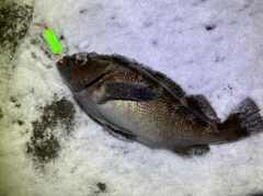 エゾメバルの釣果