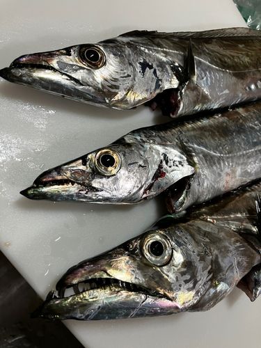 タチウオの釣果