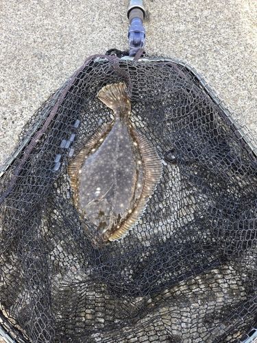 イシモチの釣果