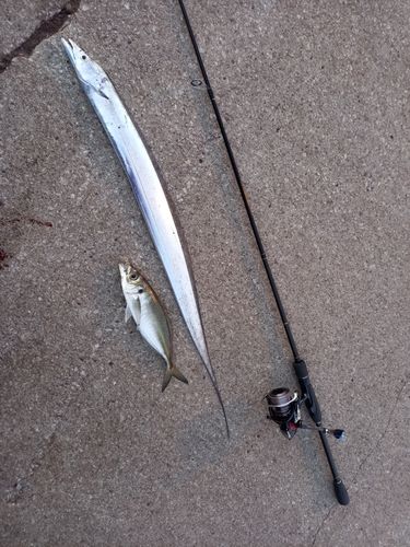 タチウオの釣果