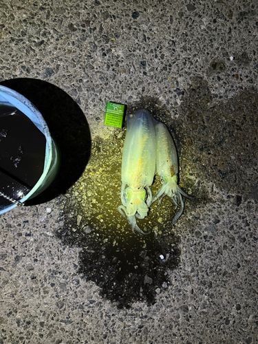 アオリイカの釣果
