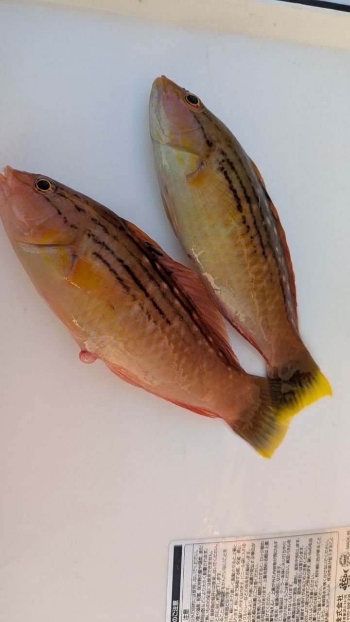 釣りか猫かさんの釣果 2枚目の画像