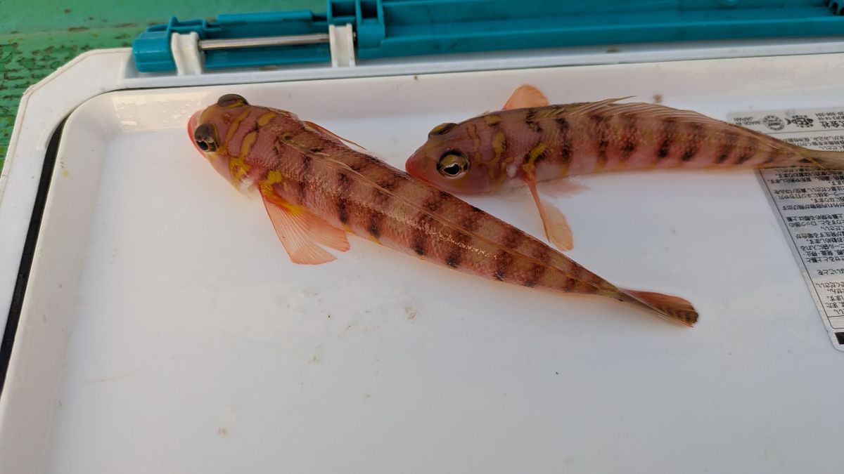 釣りか猫かさんの釣果 3枚目の画像