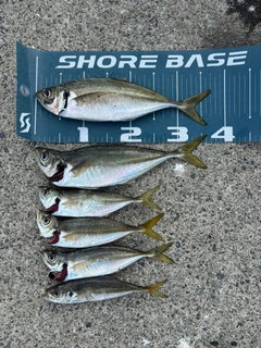 マアジの釣果
