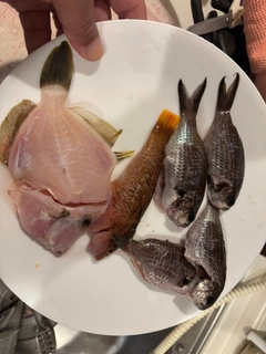 カワハギの釣果