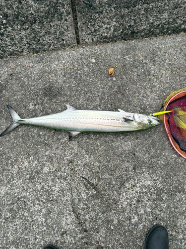 サワラの釣果