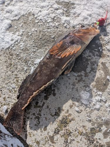 アイナメの釣果