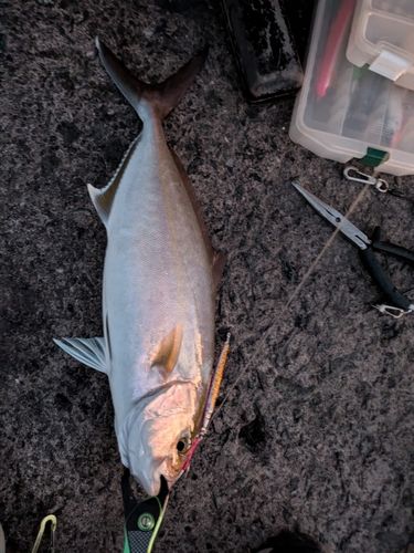 カンパチの釣果