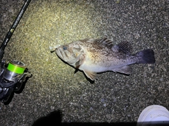 クロソイの釣果