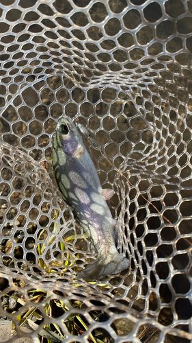 ホウライマスの釣果