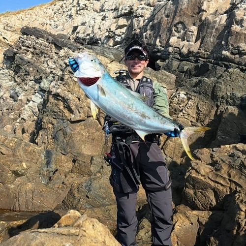 ヒラマサの釣果