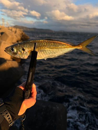 マアジの釣果