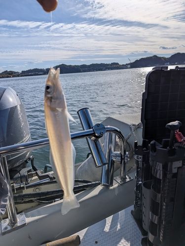ヘダイの釣果