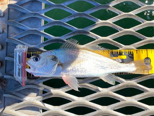 イシモチの釣果