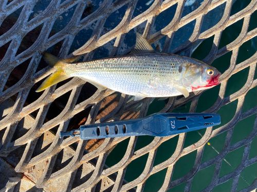 コノシロの釣果